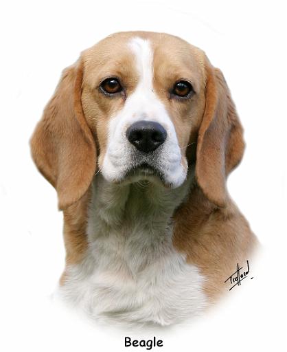 Beagle 9Y313D-038.jpg